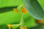 カエデドコロ	楓野老(雌花)	Dioscorea quinqueloba	7～8月